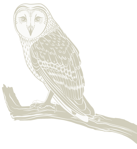 barn owl illustration