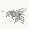 bee illustration