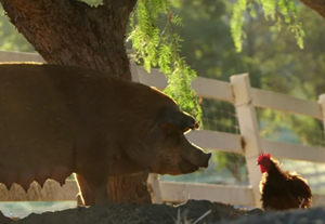 pig and rooster on farm