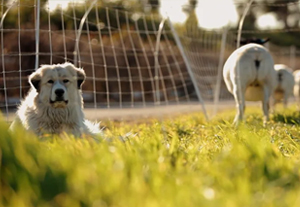 dog laying in grass