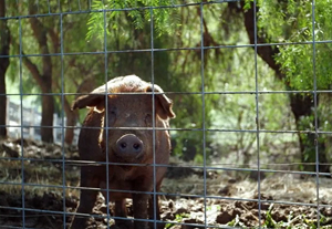 pig behind wire