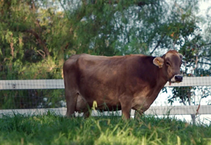 cow in pasture