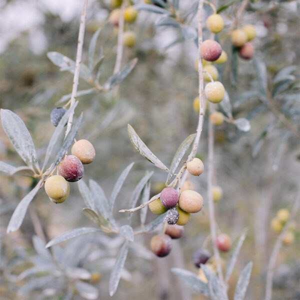 Extra Virgin Olive Oil - Image 5