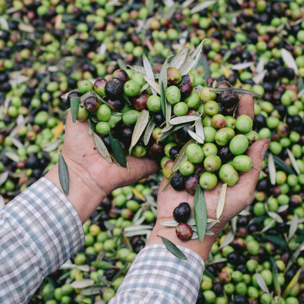 Extra Virgin Olive Oil - Image 6