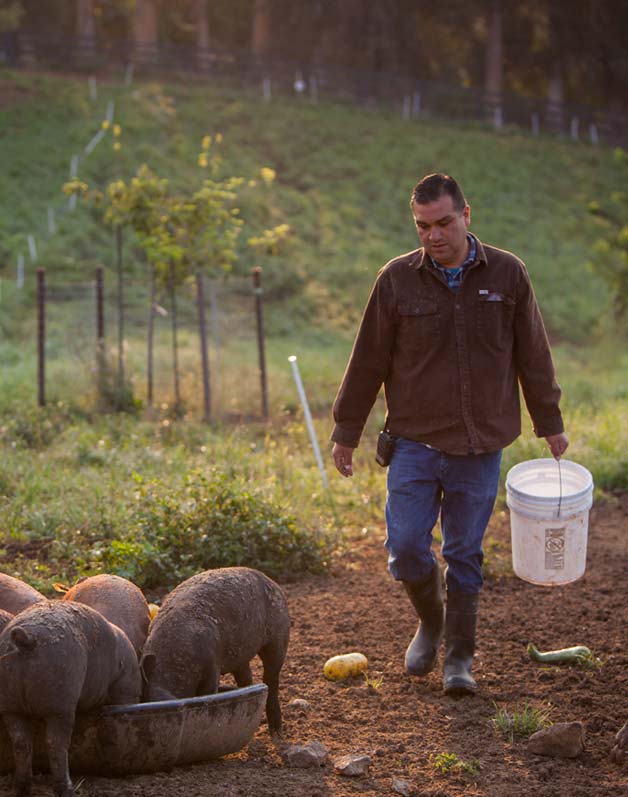 man tending to pigs on farm