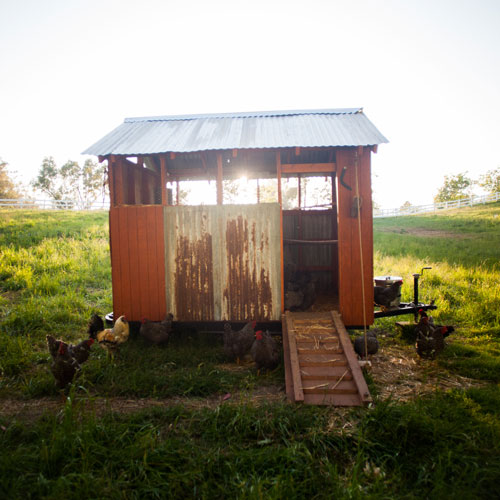 chicken coop at apricot lane farms