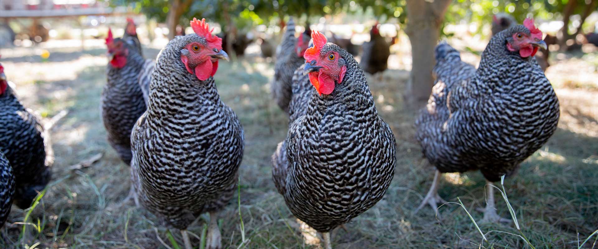 group of roosters