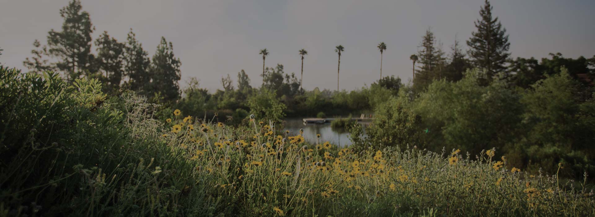 field of flowers