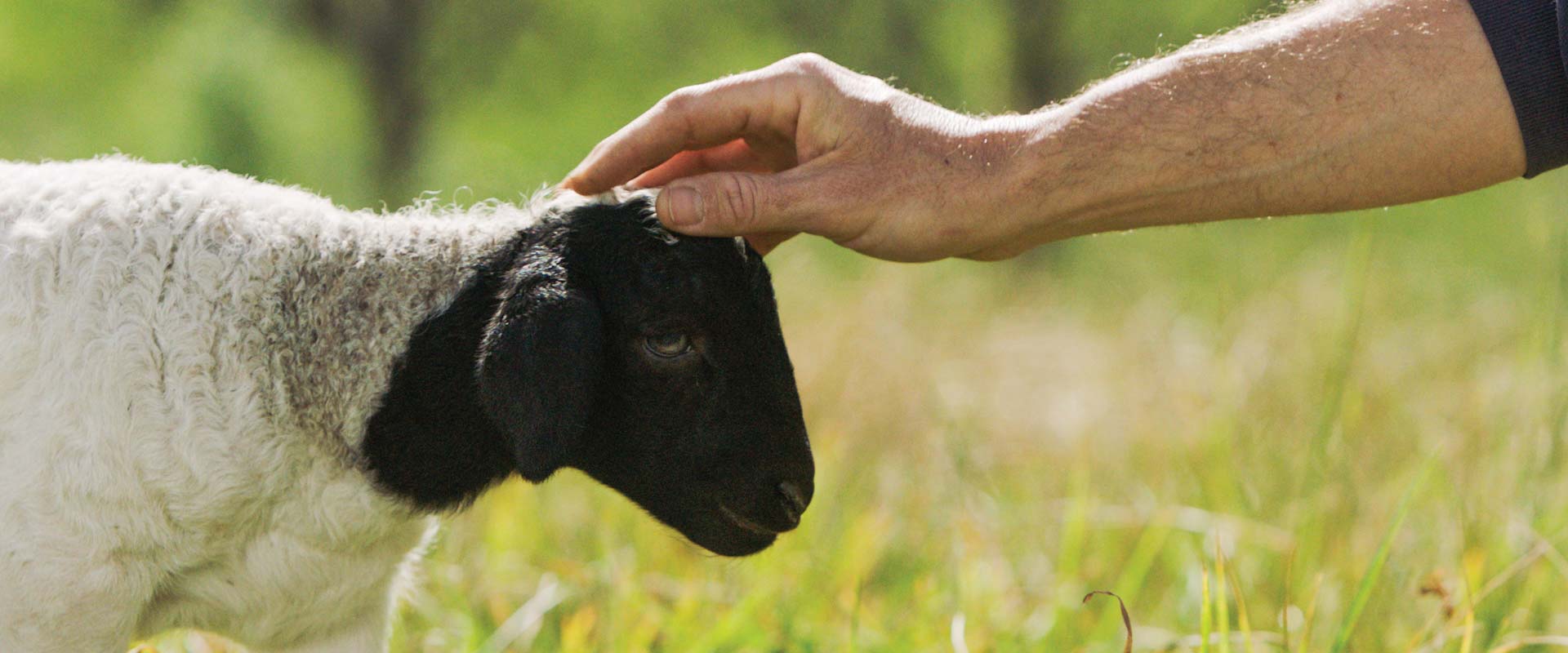 hand petting a lamb