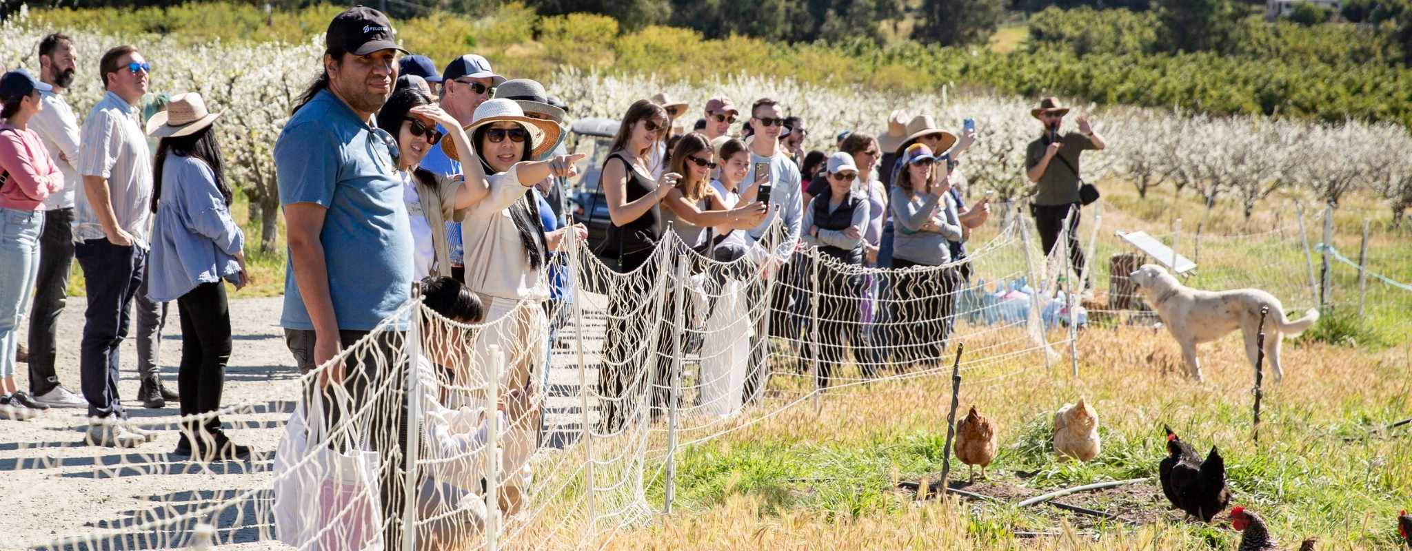 tour group looking at chickens in fruit basket