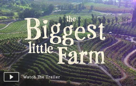 biggest little form trailer teaser cover image