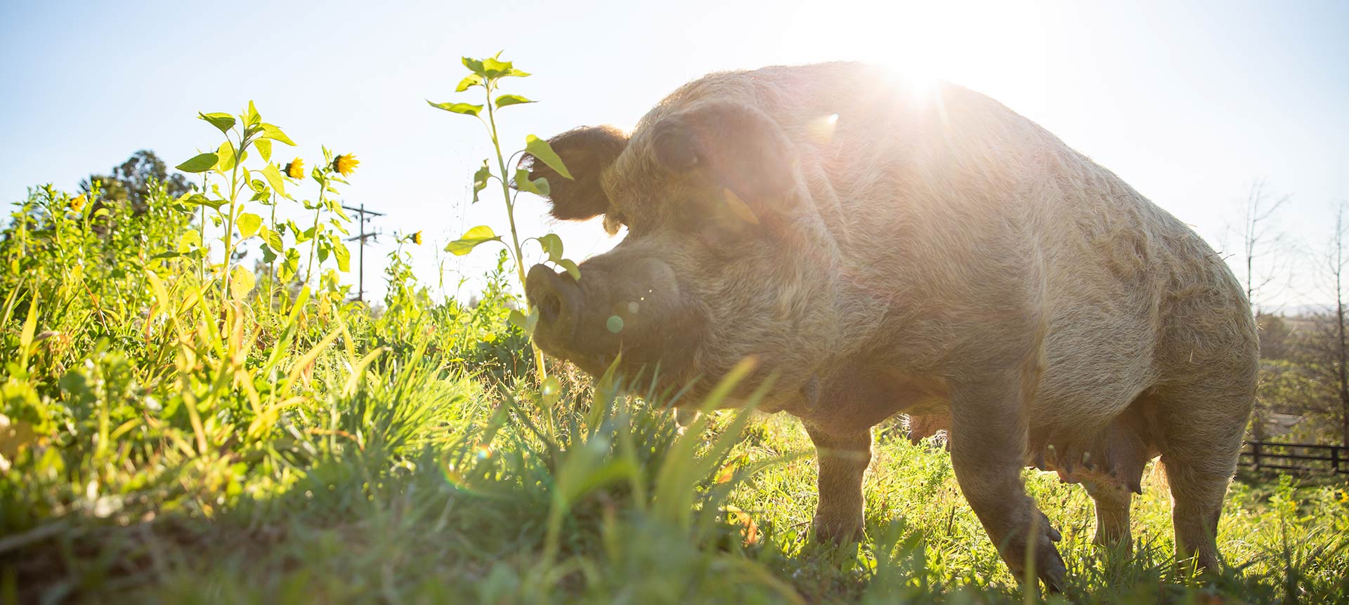 Hero shot of Emma the pig