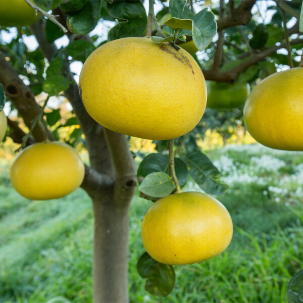 Citrus Orchard Salt - Jacobsen Salt Co. x ALF - Image 5