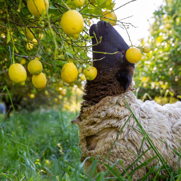 Citrus Orchard Salt - Jacobsen Salt Co. x ALF - Image 4