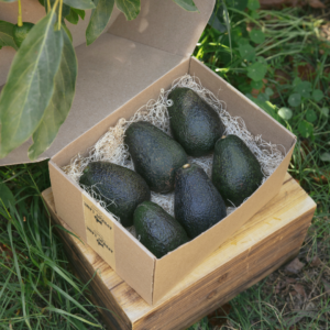 Lamb Hass Avocado | Standard Box (5lb)