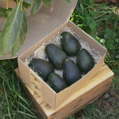 Lamb Hass Avocado | Standard Box (5lb)