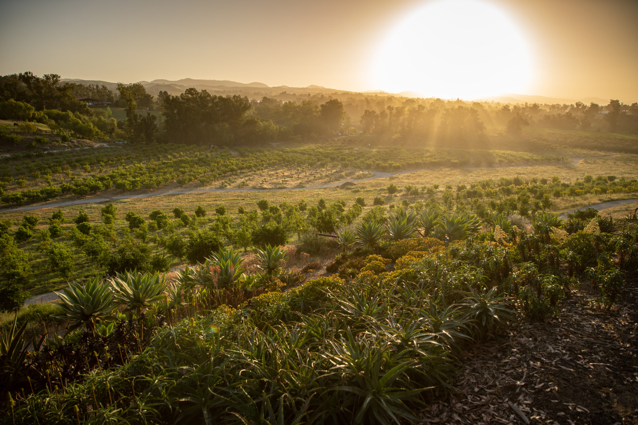 Apricot Lane Farms photo