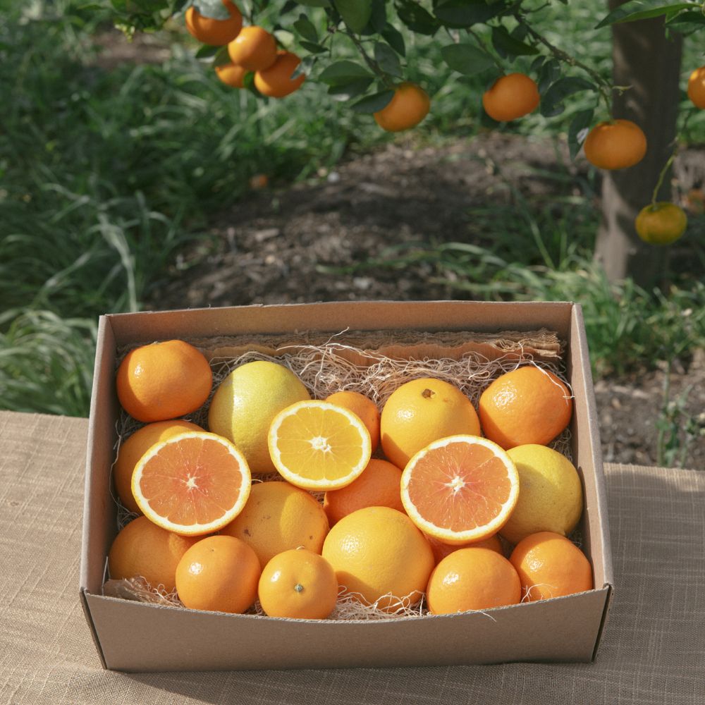 LusciLipo Orange 5本入り Organic Citrus Box - Apricot Lane Farms
