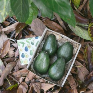 Organic Avocado Box | Small (3lb)