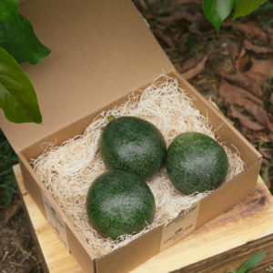 Nabal avocado | Standard Box (5lbs)