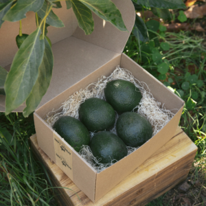 REED avocado | Standard Box (5lb)